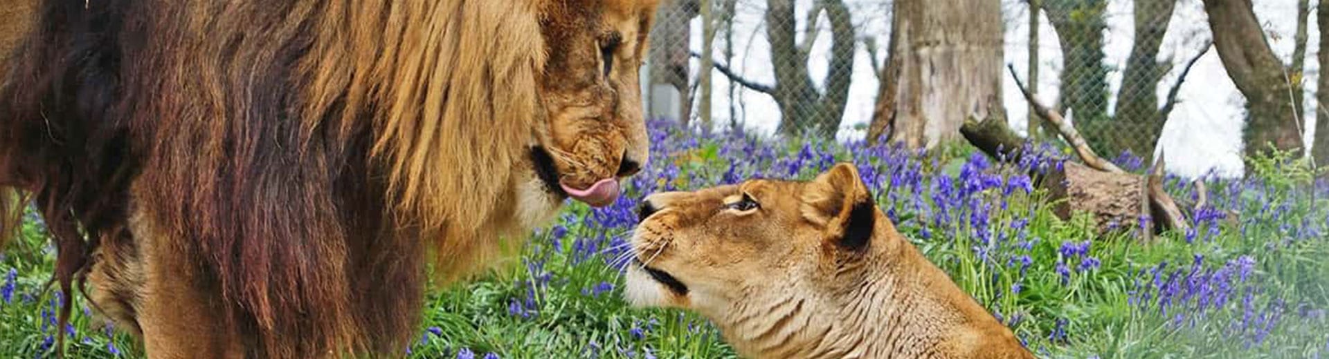 Dartmoor Zoo Review Best Devon Holidays